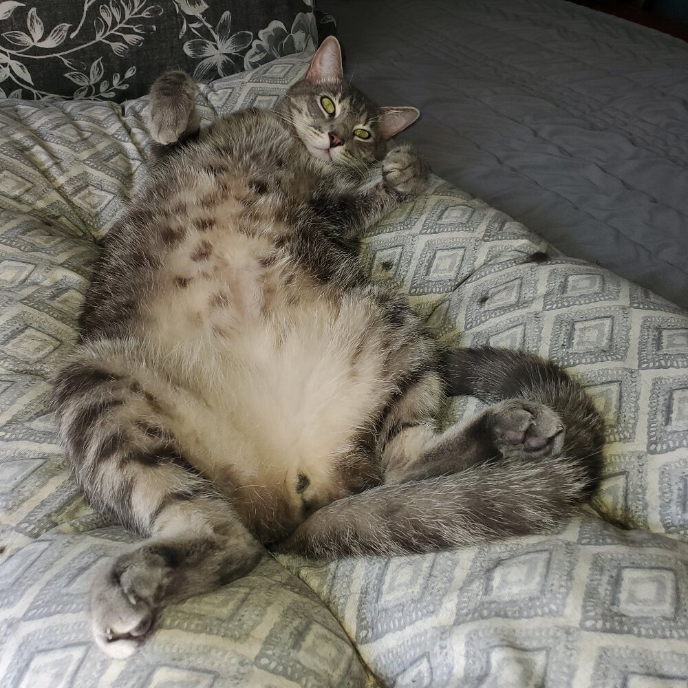 GREETINGS FROM LOUIE, THE PUBLIC RELATIONS EXECUTIVE FOR THE RCA CAT CLOSET